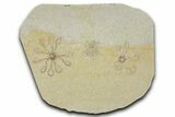 Two Floating Crinoid (Saccocoma) Fossils - Solnhofen Limestone #353556-1